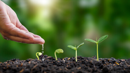 Planting and seeding Grow seedlings on soil, seedling growth ideas.