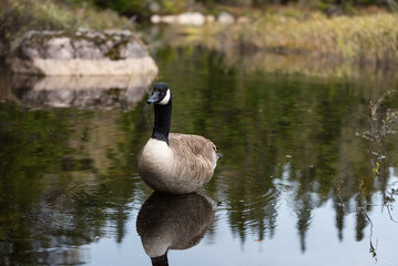 Canada goose (Branta canadensis) on a pond in the Belair Mount natural park in Quebec city. 