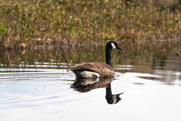 Canada goose (Branta canadensis) on a pond in the Belair Mount natural park in Quebec city. 