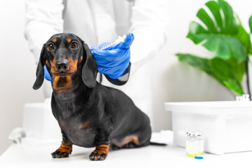Lovely dachshund puppy obediently sits on the treatment table in veterinary clinic, while doctor in...