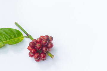 Lao coffee Paksong coffee Fresh red coffee isolated Asian fruit farming agriculture Laos coffee on white background