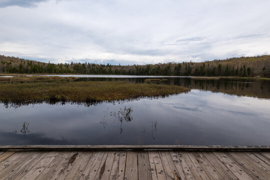 In spring, the edge of the marsh and lake Boivin in the natural park of Mont-Belair, Quebec city.
