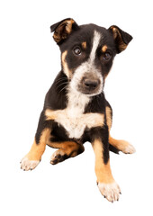 Australian cattle dog puppy