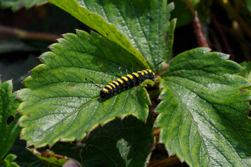Black caterpillar with yellow stripes on a strawberry leaf.