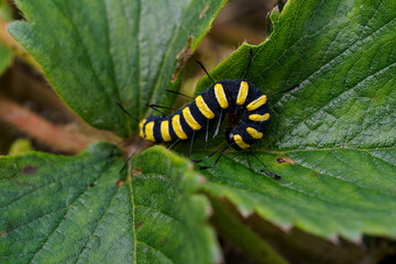 Black caterpillar with yellow stripes on a strawberry leaf.