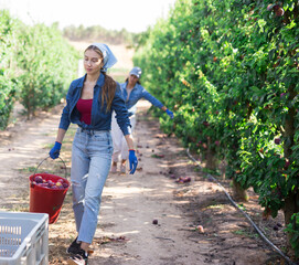 Hardworking young farmer woman working in a fruit nursery carries a bucket of ripe plums that have recently been harvested