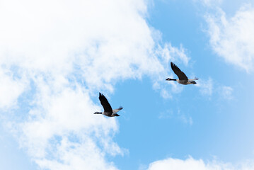 Geese flying in the sky