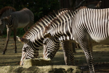 Grévy's zebras enjoying their food showcasing their stripes on their body