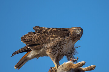 red-tailed hawk eating a rabbit