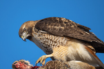 red-tailed hawk eating a rabbit