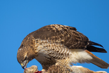 red-tailed hawk eating a rabbit