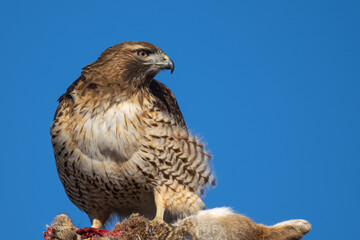 red-tailed hawk eating a rabbit