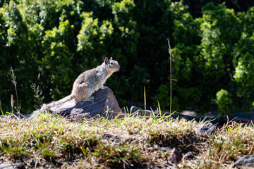 Gray squirrel in a park. Nature concept.