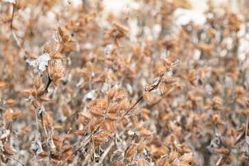 dry common cocklebur plant full of burrs