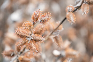 dry common cocklebur plant full of burrs