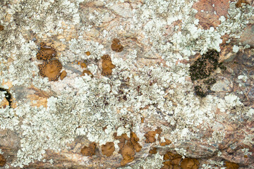 lichen growing on red granite rocks