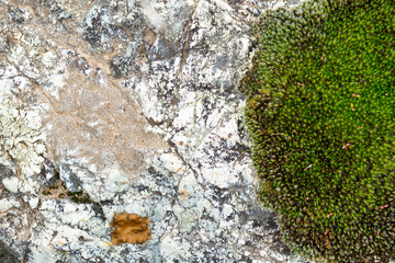Close up of green moss growing on white blue granite rock