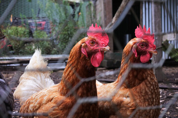 Cage free chickens in a farm