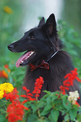 The portrait of a cute Belgian Shepherd dog Groenendael posing outdoors wearing a red bow tie sitting in blooming flowerbeds in summer