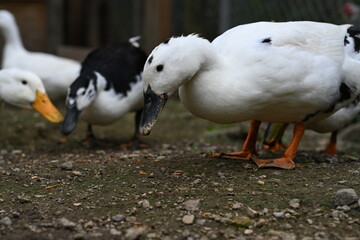 Side portfolio of white duck looking at the ground.