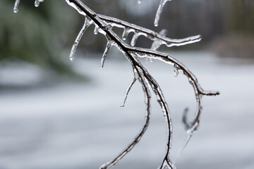 Branch in ice