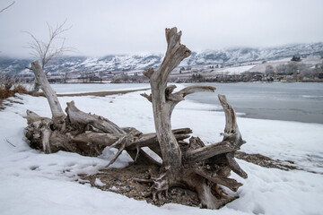 driftwood on a snow covered beach at Osoyoos Lake