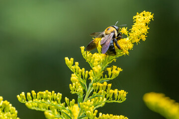 Bee eating from a flower