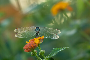 Blue dasher Dragonfly on a lantana flower