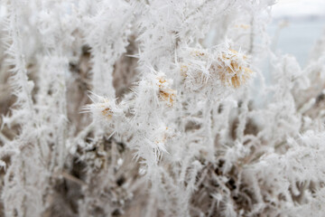 hoarfrost on a plant in winter