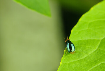 The flea beetle is a small, jumping beetle of the leaf beetle family, that makes up the tribe...
