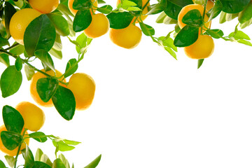 Mandarin fruits.Citrus frame. Tangerines ripe on branches with green leaves isolated on white...