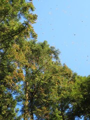 monarch butterflies in the trees, Mexico