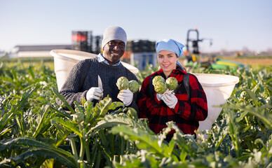 Couple of positive smiling farm workers, man and woman, posing with freshly harvested artichokes on vegetable farm