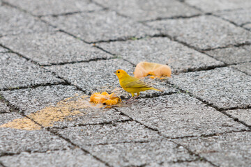 Yellow bird feeding on a mango