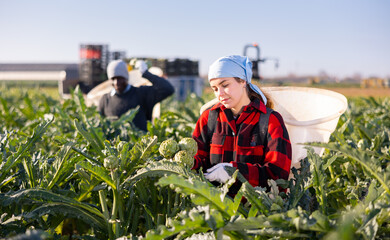 Positive young woman farmer engaged in artichokes growing, harvesting ripe vegetables in special basket