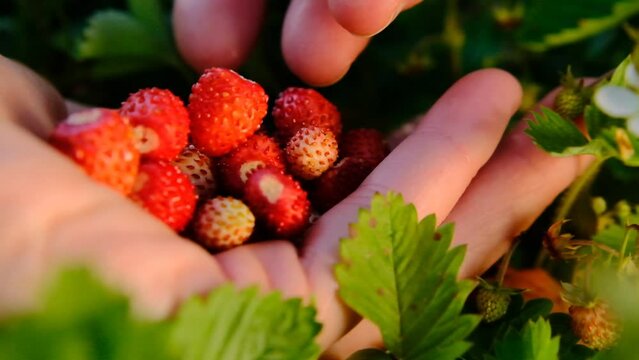 strawberries in the palm in a summer garden.summer berries.slow motion.Strawberry berry.Picking strawberries. 4k footage