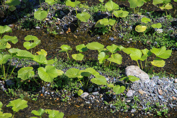 大王わさび農場