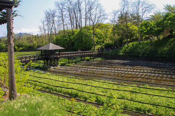 大王わさび農場