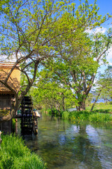 Obraz premium 大王わさび農場