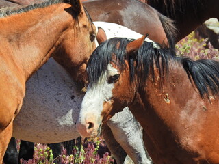 Wild horses bearing the scars of life in the vast wilderness of the Nevada Desert.