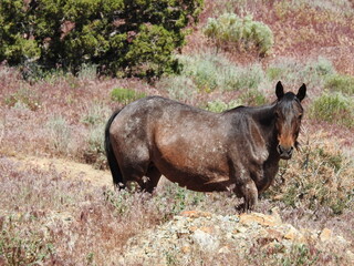 Wild horse roaming the vast wilderness of the Nevada Desert. 