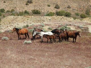 A herd of wild horses living in the Nevada Desert, between Carson and Virginia Cities.