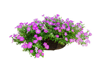 Flower bush tree isolated tropical plant with clipping path.