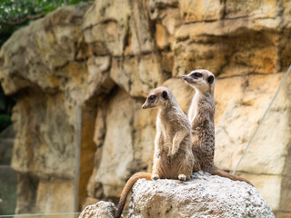Cute meerkat in the zoo