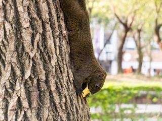Gluttonous squirrel eats cookies upside down