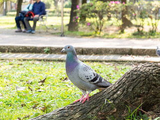 pigeons in the park