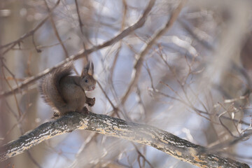 振り向いたエゾリス