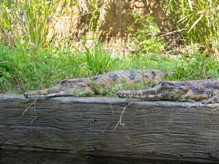 Crocodile sunbathing in the zoo