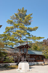 Big pine tree (Pinus) in Kashihara shrine in Nara, Japan