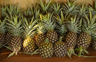 Group of pineapple fruits after harvesting. Pineapples are tropical fruits that are rich in vitamins, enzymes and antioxidants. They may help boost the immune system.